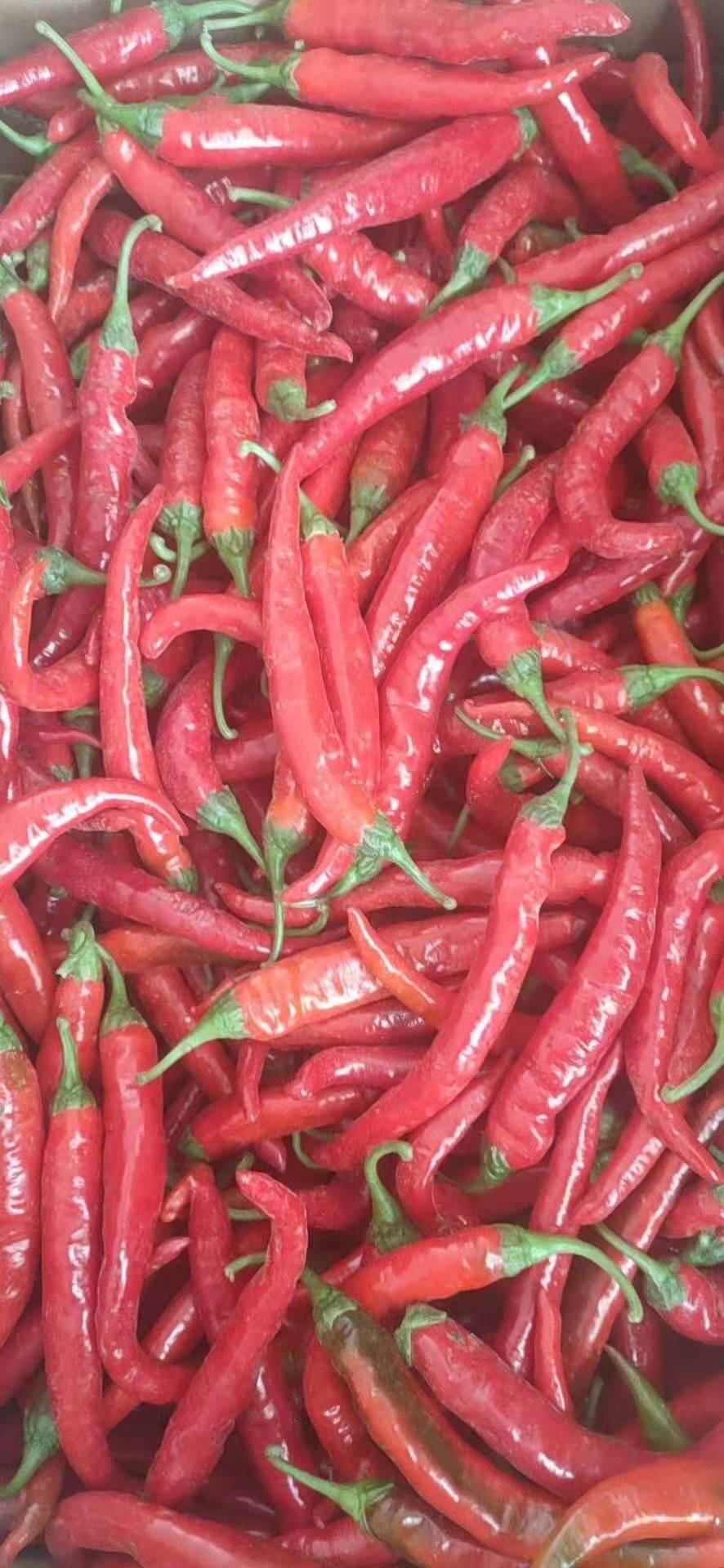 湘研种业,永岩1号鲜辣椒,辣椒酱,现货市场供应寻求合作欢