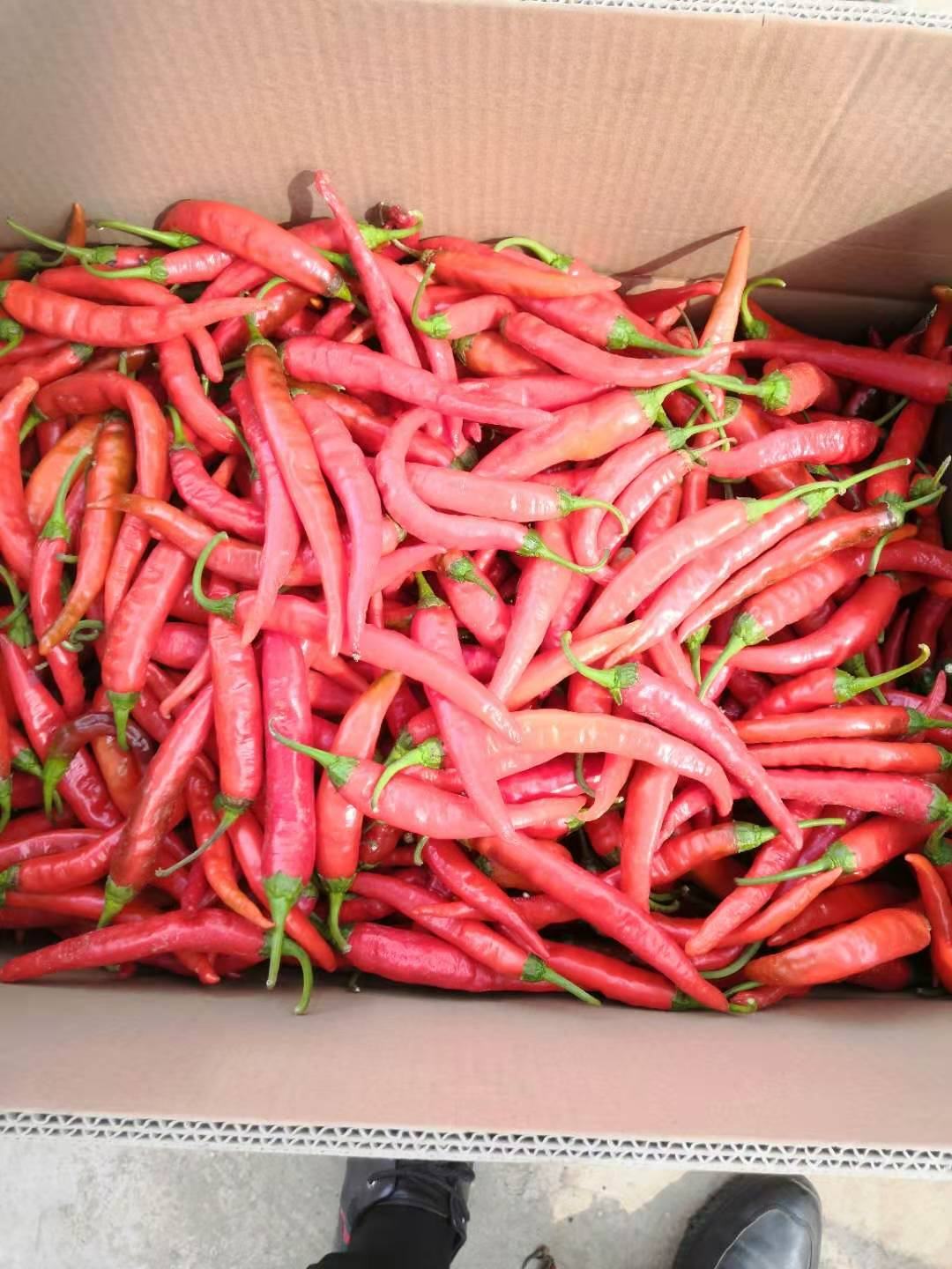 湘研种业,永岩1号鲜辣椒,辣椒酱,现货市场供应寻求合作欢