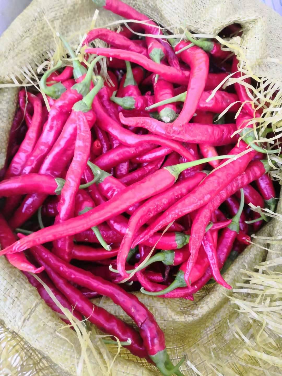 湘研种业,永岩1号鲜辣椒,辣椒酱,现货市场供应寻求合作欢