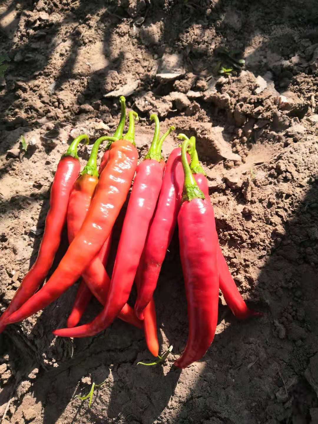 湘研种业,永岩1号鲜辣椒,辣椒酱,现货市场供应寻求合作欢