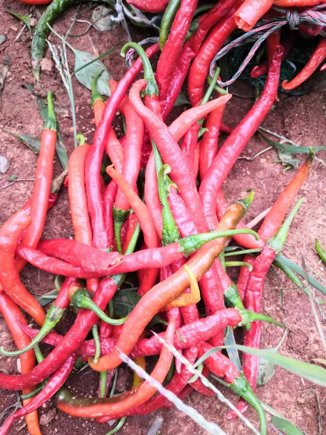 湘研种业,永岩1号鲜辣椒,辣椒酱,现货市场供应寻求合作欢
