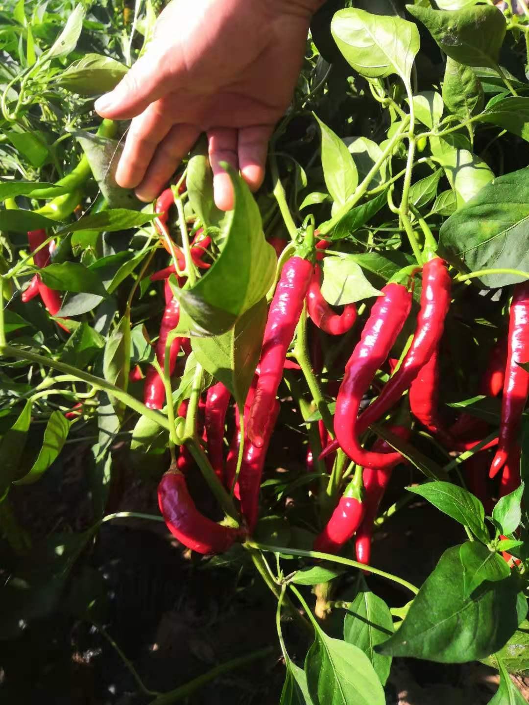 湘研种业,永岩1号鲜辣椒,辣椒酱,现货市场供应寻求合作欢