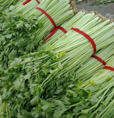 山东省沂水优质细棵芹菜大量批发保质保量价格公开