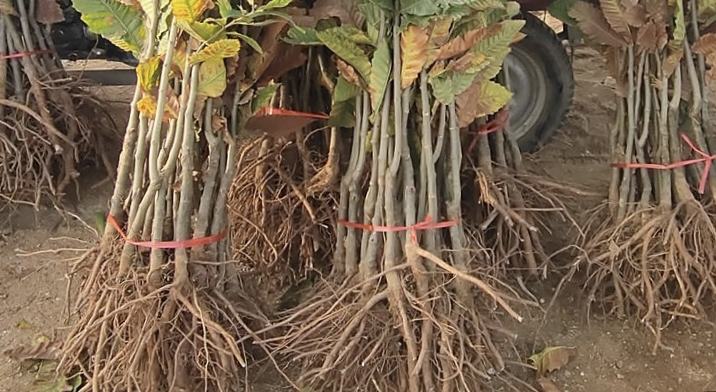 图片说明:锥栗切接四步操作分解图。第一幅显示砧木截断并垂直切开;第二幅展示接穗削成双斜面;第三幅为接穗插入砧木切口,强调形成层对齐;第四幅为塑料条螺旋缠绕固定,顶部留出芽位。附有文字标注关键尺寸:切口深度2.5cm,接穗长度5.5cm 锥栗切接操作示意图