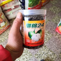 鄂棉24黄冈市农科院选育