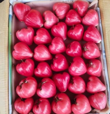 海南热带水果莲雾大叶红