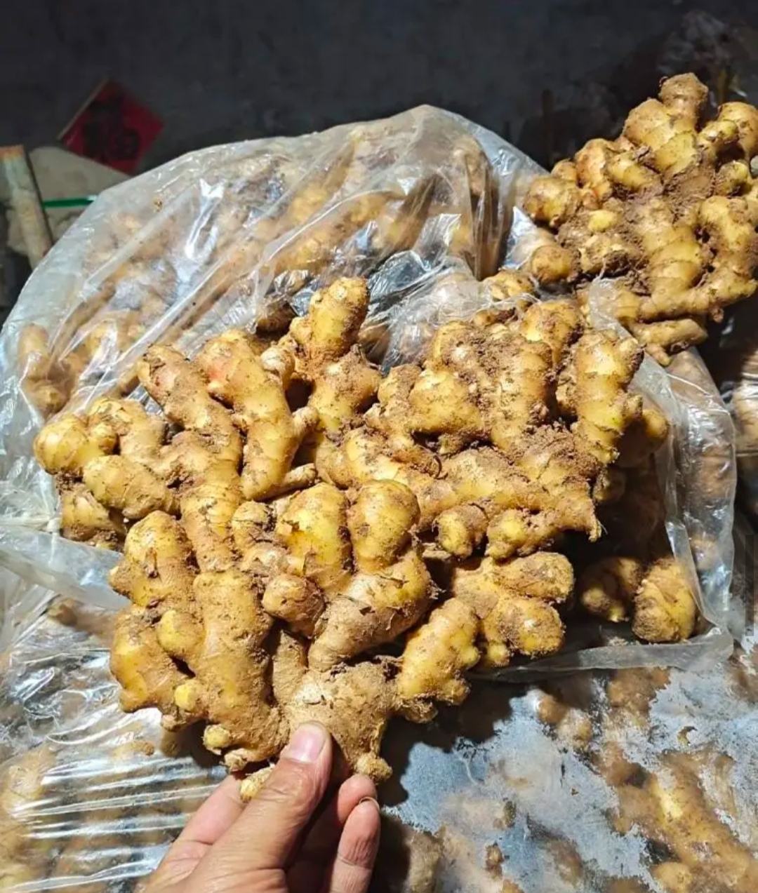 [小黄姜批发]【推荐】窖藏小黄姜5两以上带土质量保证全国发货价格1.