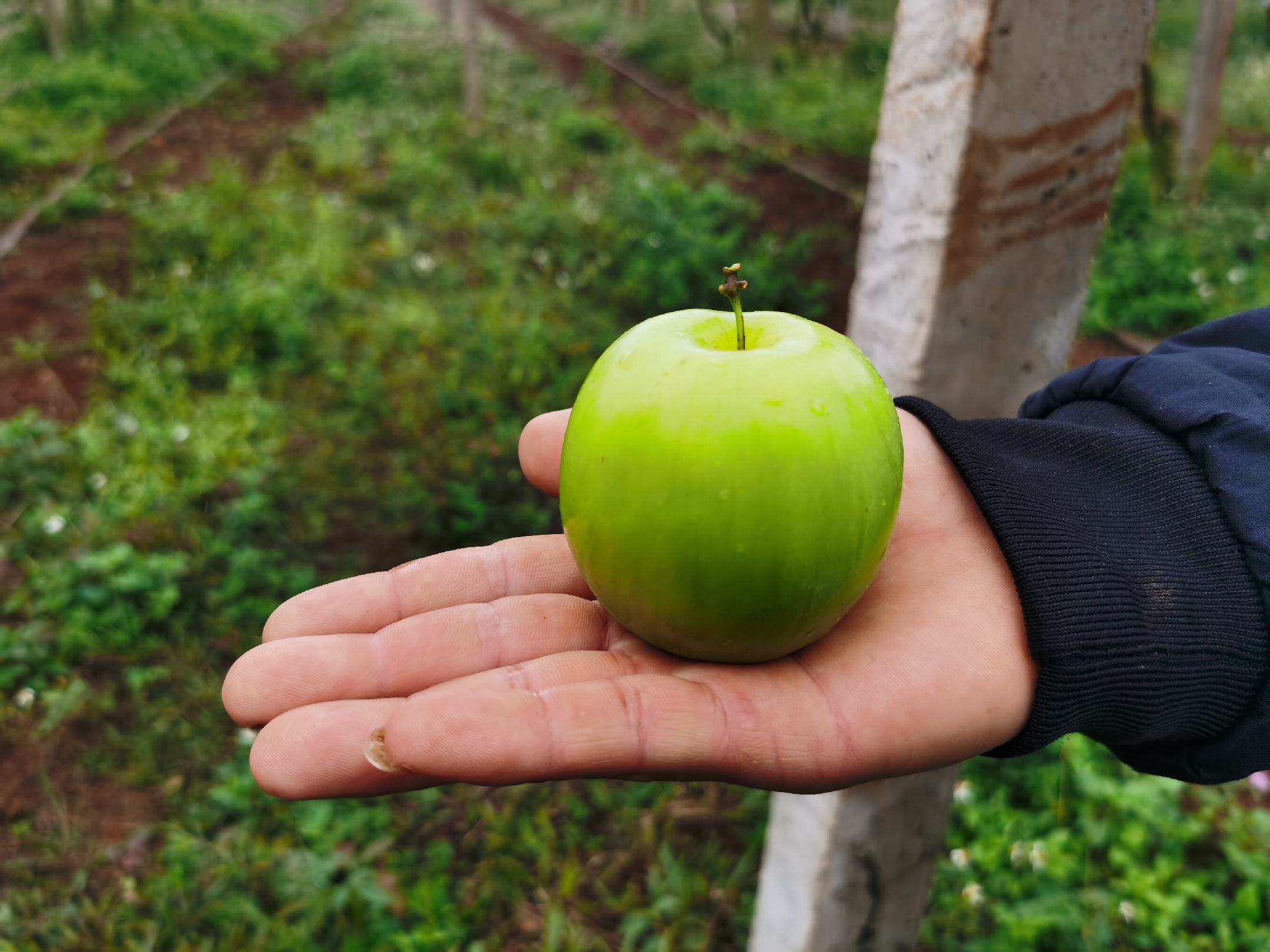 一颗新鲜采摘的牛奶青枣,表皮光滑翠绿略带黄晕,切开后果肉洁白如玉,汁液欲滴,背景为阳光洒落的果园泥土与藤蔓,突出其自然生长环境和高水分特征 牛奶青枣特写