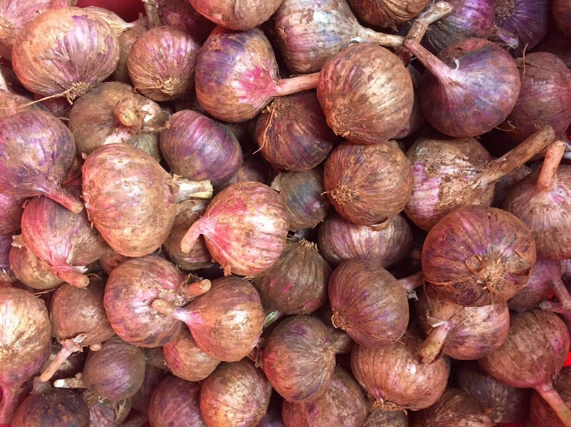 并列摆放的小红蒜、紫皮大蒜、韭菜苔和洋葱,突出小红蒜的尺寸比例与颜色差异;小红蒜位于左侧,个头最小但外皮色泽最深,配有标尺显示长度约3-4厘米 小红蒜与其他葱属植物对比图