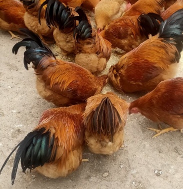 广西灵山玉米粉料土阉鸡