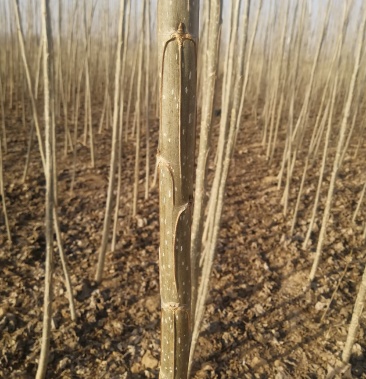 底价出售杨树苗鲁林九号