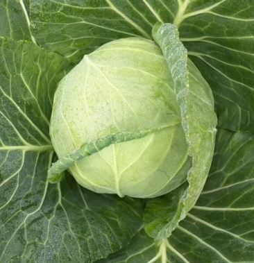 甘蓝 圆包菜 小铁头 蔬菜