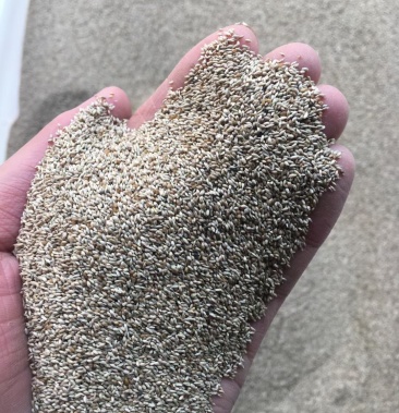 牧草种子提摩西猫尾草多年生草本牧草种子耐寒耐旱