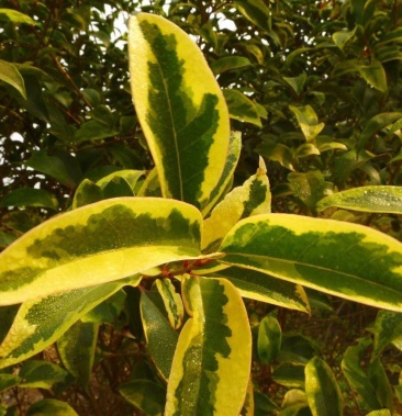 四季彩叶———辉煌女贞