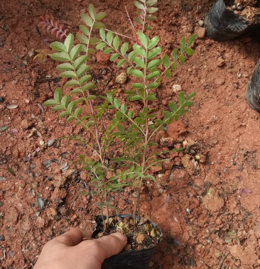 清香木雲南清香木小苗清香木苗圃直銷清香木杯苗