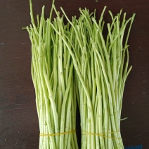 精品净耗毛耗大量上市