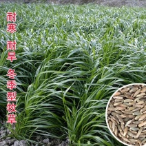 冬牧70黑麦草种子宽叶秋冬麦草耐寒高产蓄牧草猪牛羊鸡鸭鹅