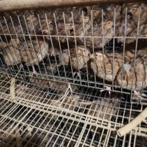出售大量淘汰老鹌鹑有意者联系我