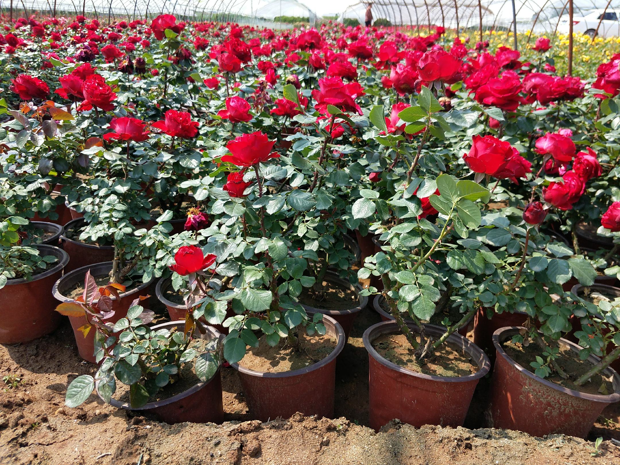 丰花型大花月季红双喜电商包装与礼品展示