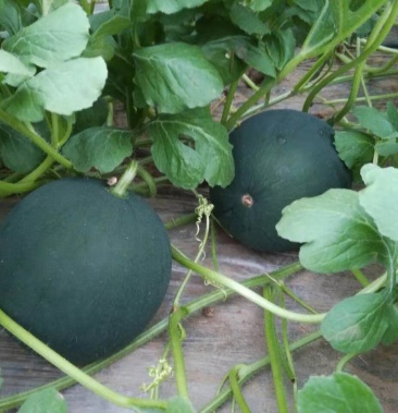 [墨童西瓜批发]墨瞳西瓜大量供应糖度高大红瓤个头均匀产地直销价格0.