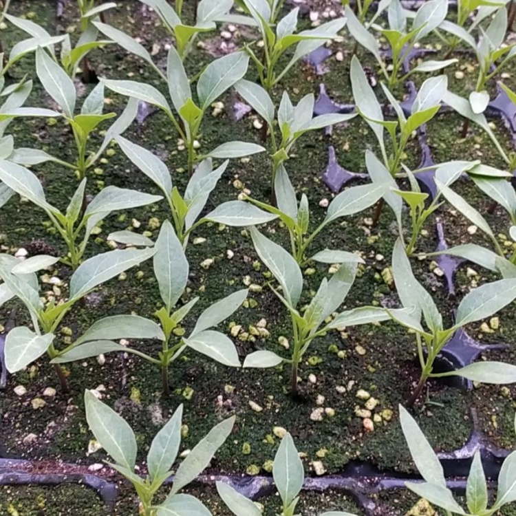 [辣椒苗批发]小米椒,诚信为本,合作共赢!价格0.25元/棵 - 一亩田