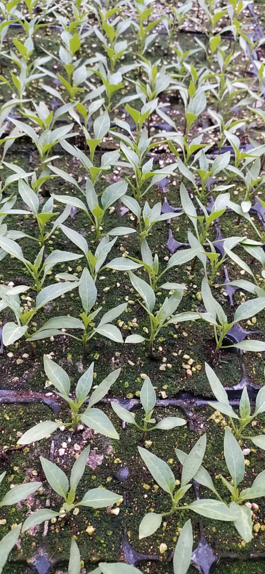 [辣椒苗批发]小米椒,诚信为本,合作共赢!价格0.25元/棵 - 一亩田