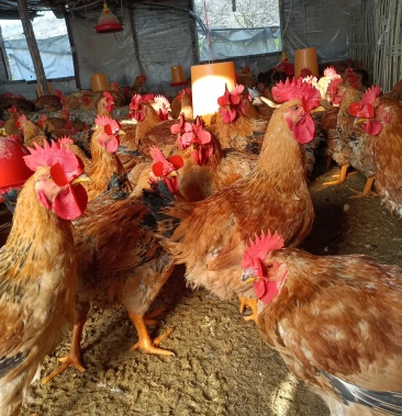 [肉鸡批发]正宗883零售批发肉鲜外美价格8.50元/斤 - 一亩田