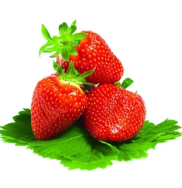 兴寿本地新鲜草莓现摘现发
