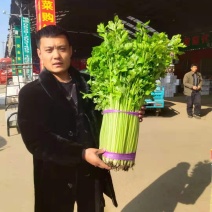 芹菜小香芹玻璃脆大量上市质量很好价格不高需要的联系