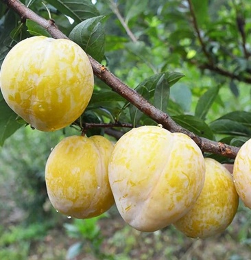 嫁接黄金奈李子苗 青奈李子苗 死苗补发 包成活包技术