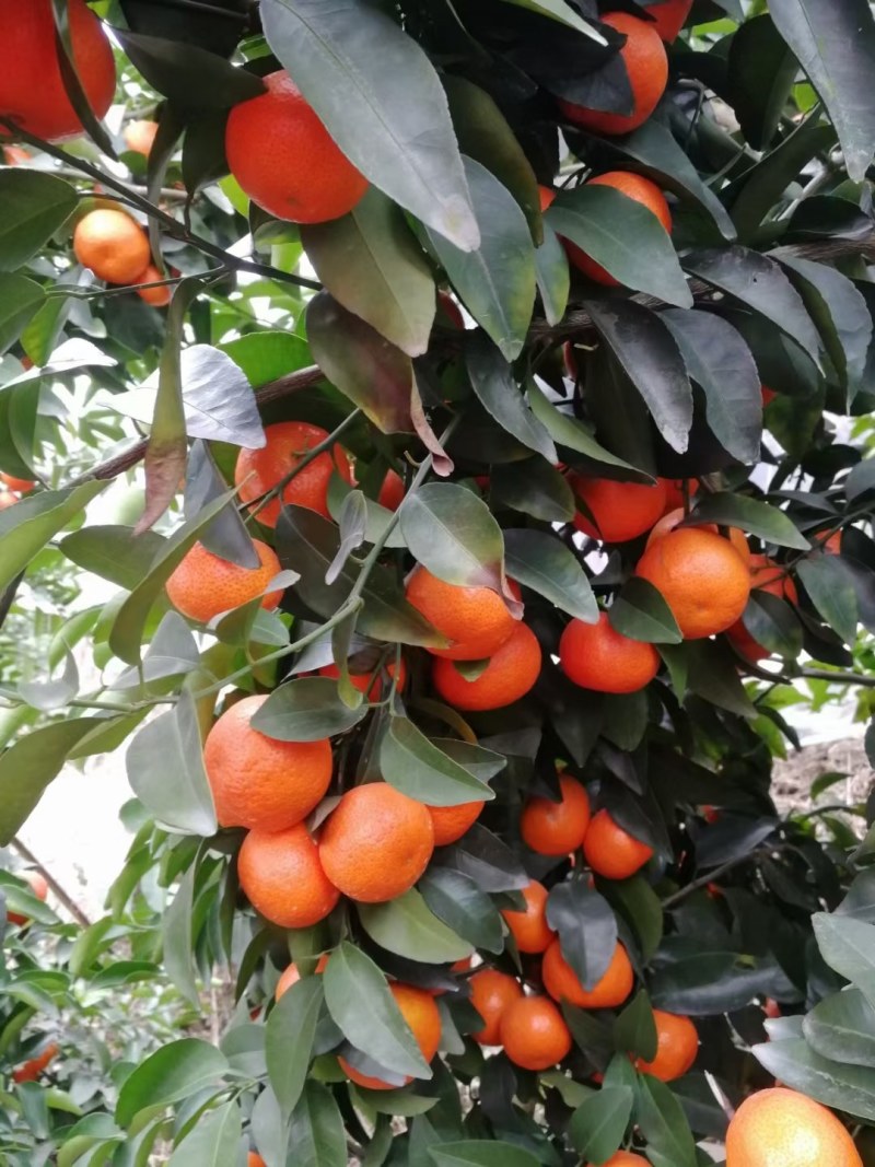 [沙糖桔批发]广西桂林灌阳县柑桔 1.10元/斤精品货源,一条龙 _ 一亩田