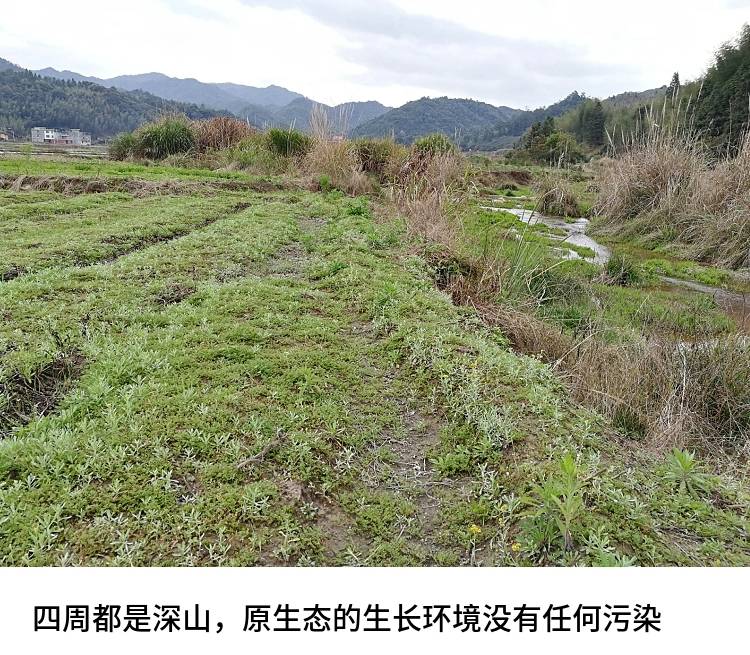 [清明粿批发]清明草 水秋草 鼠曲草价格13.00元/斤 - 一亩田