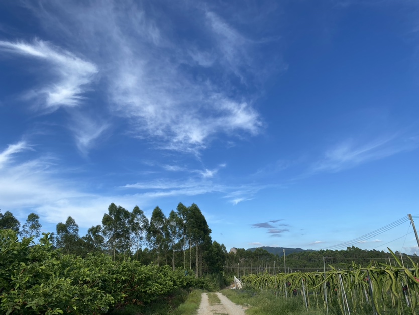 白心火龙果果园实景