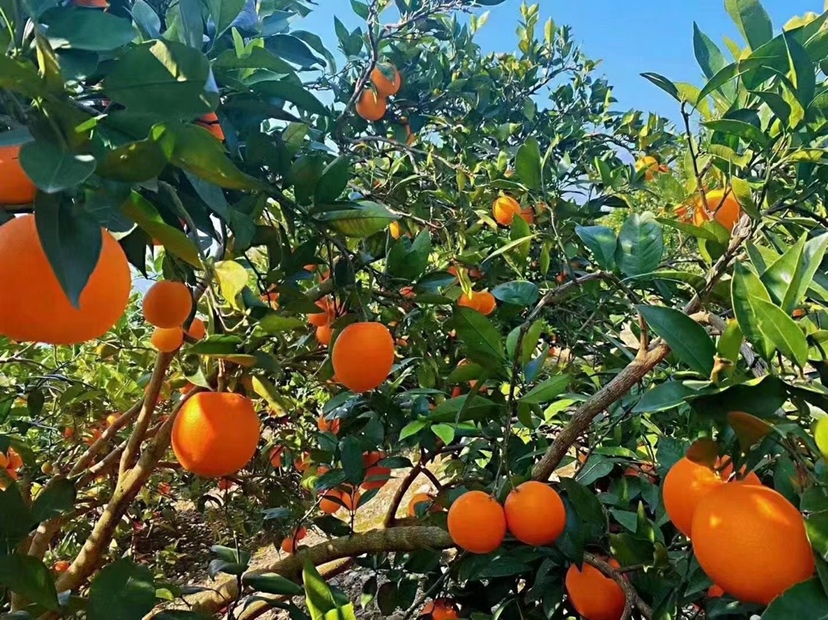 云冠橙果园挂果实景图