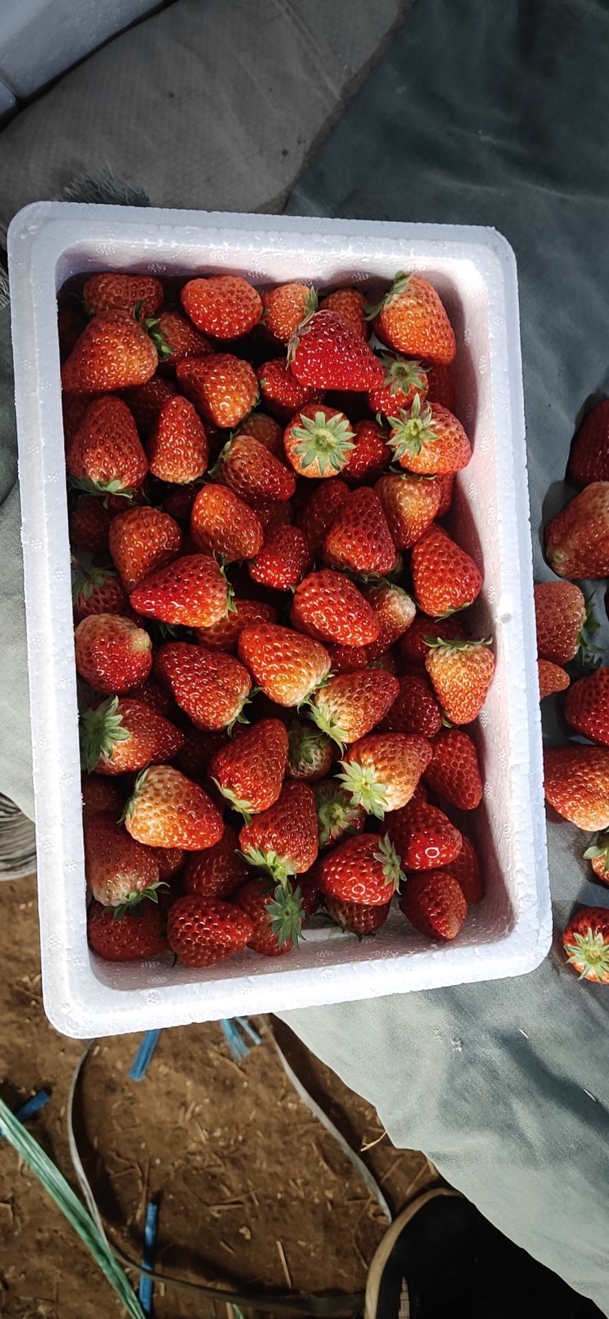 红颜久久大草莓味美香甜