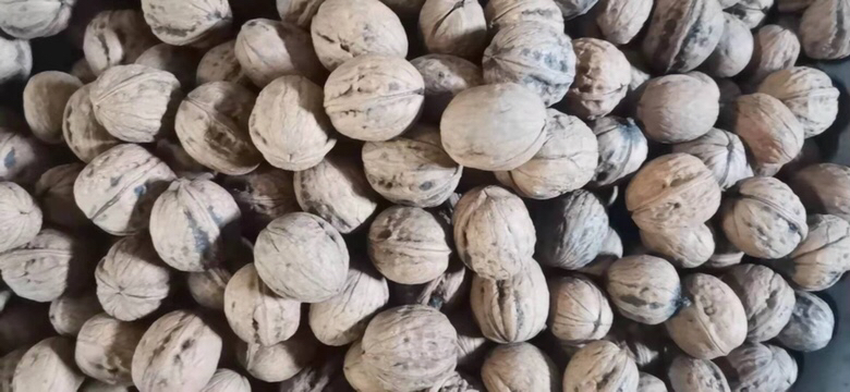 一颗完整的多棱核桃,外壳呈不规则多面体结构,表面布满清晰的纵向棱线和沟壑,颜色为深褐色,整体形状类似微型陨石或天然雕刻艺术品,背景为木质桌面 多棱核桃特写