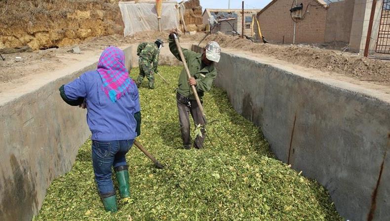 展示农民正在进行大豆草青贮操作,工人切碎大豆草并装入青贮窖,进行压实密封 大豆草青贮窖操作图
