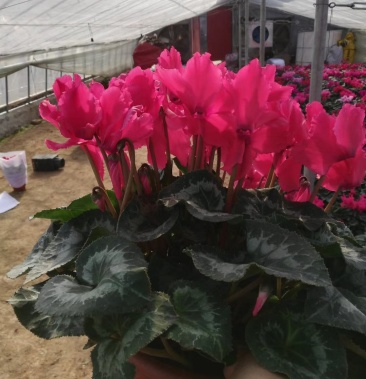 仙客来 一品冠 品质好 艳色全