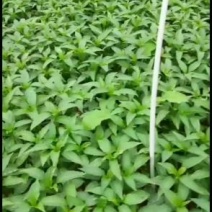 薄皮菜辣椒苗，散苗，穴盘苗基地直供【抗病强，产量高】