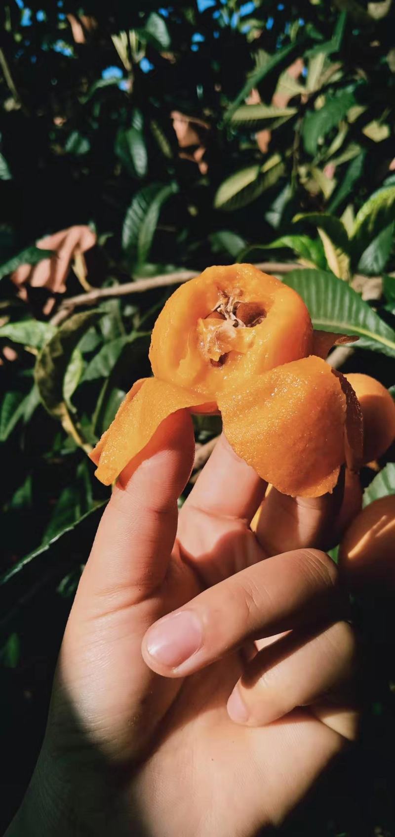 米易芭蕉箐阳光枇杷自种自销一手货源