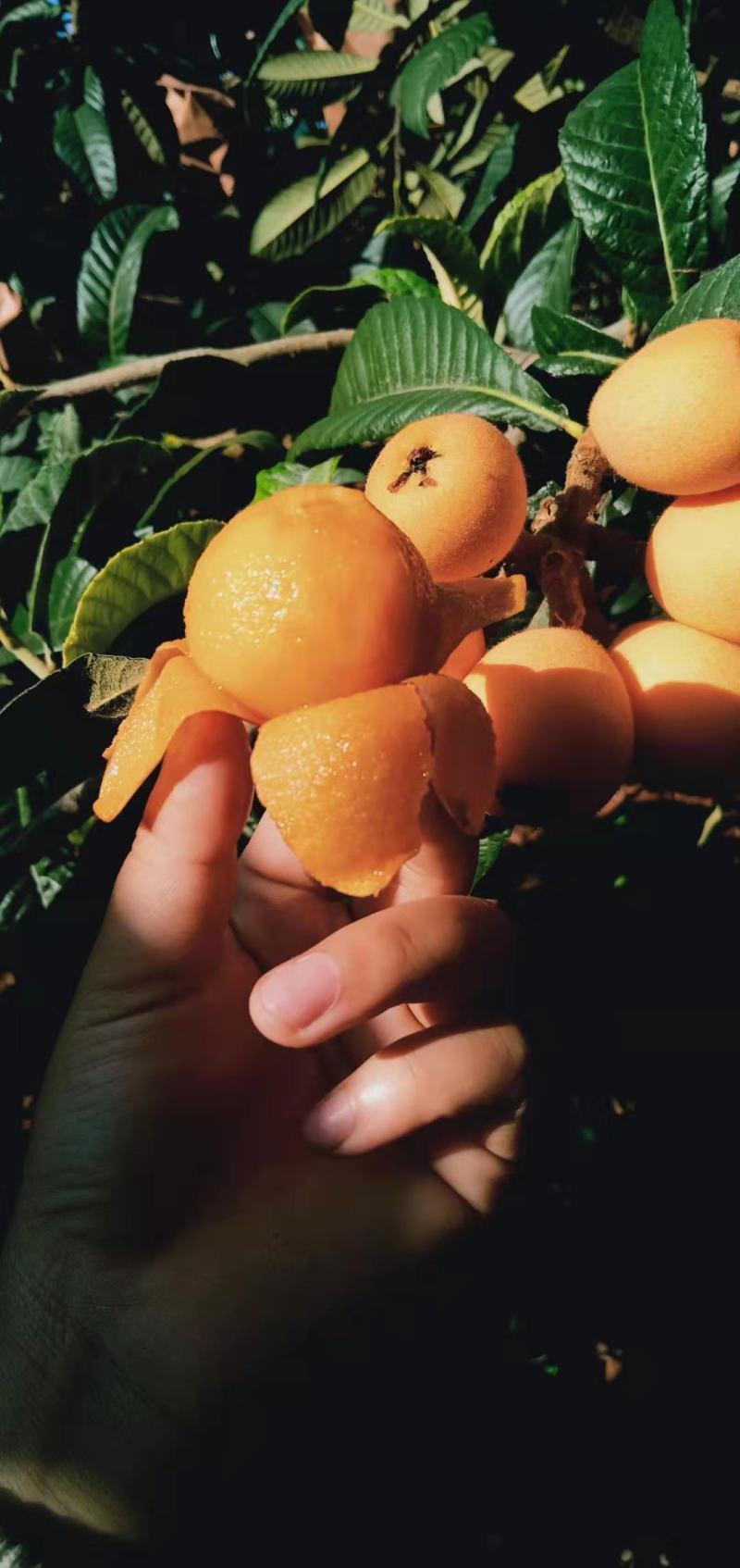 米易芭蕉箐阳光枇杷自种自销一手货源