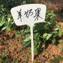 羊奶果苗酸酸甜甜可盆栽嫁接苗结果快