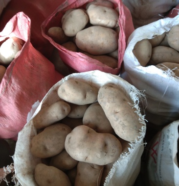 晋薯十六号土豆,30000斤代售,要求上门自拉!