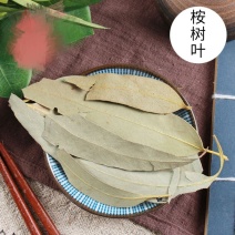桉树叶中草药小桉树大叶按树叶尤加利树叶