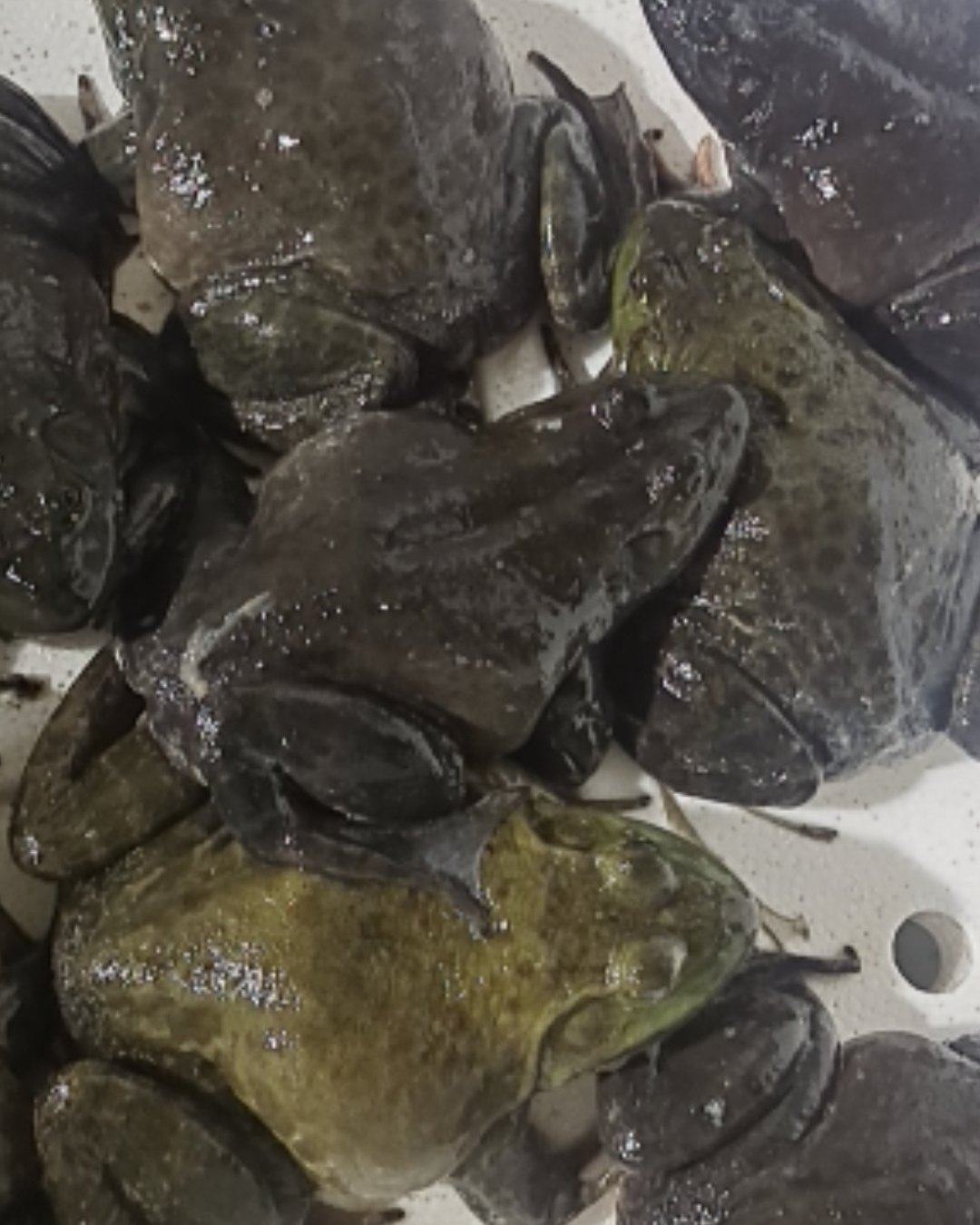 [牛蛙批发]济南市海鲜大市场大量牛蛙批发价格9.00元/斤 - 一亩田