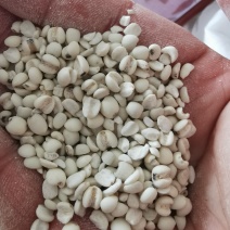 桂东高山糯薏米批发
