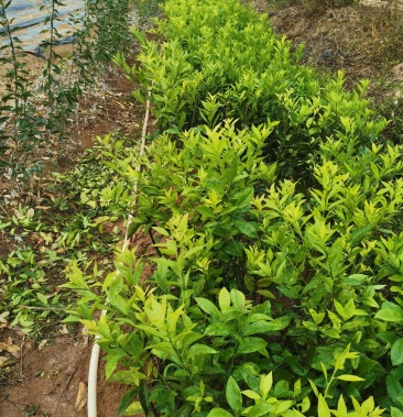 2021年嫁接新会柑苗 茶枝柑苗 陈皮柑苗30~50cm