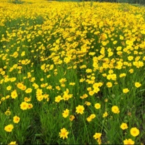 金鸡菊多年生草花,花期早，可成片建植花海,有种子供应