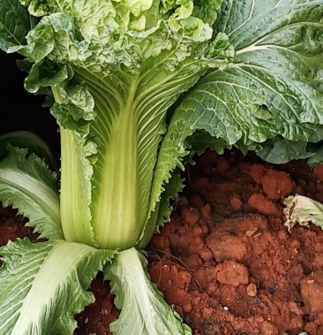 山地精品青口麻叶白菜