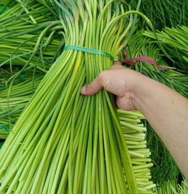 蒜薹新鲜蒜苔山东本地蒜薹白帽蒜苔3040cm蔬菜批发